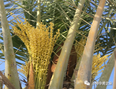 沙特风土人情；沙漠中的传奇——棕榈树